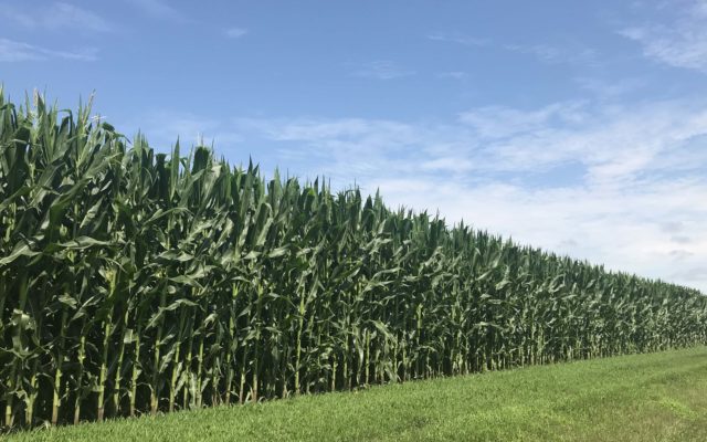 Hot Windy Weather Could Impact Corn