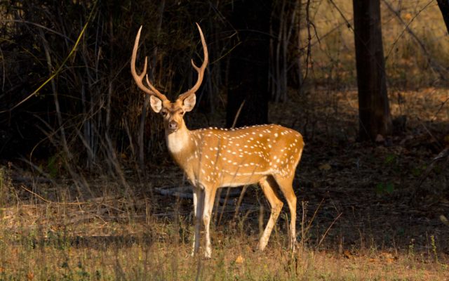 Archery Deer Numbers Noticeably Higher This Fall