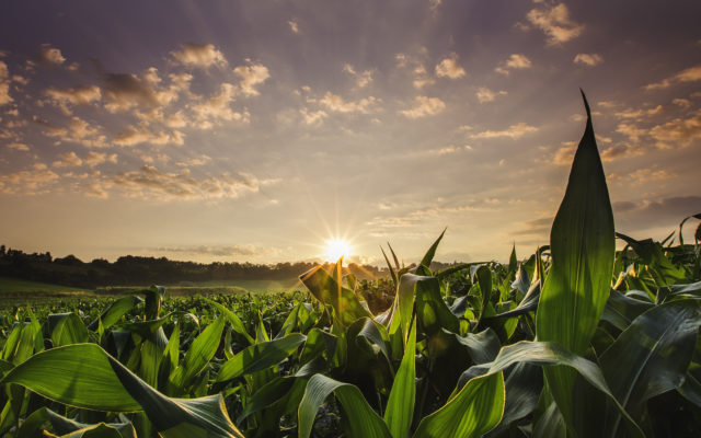 USDA Projects Iowa Corn Crop to be Near Last Year’s Record