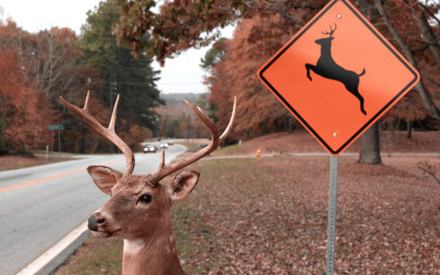Missouri has Inched Up a Notch in State Rankings for Traffic Crashes Involving Deer