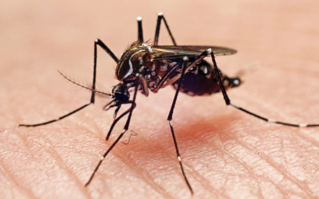 Missouri Mosquito Season in Full Swing This Week