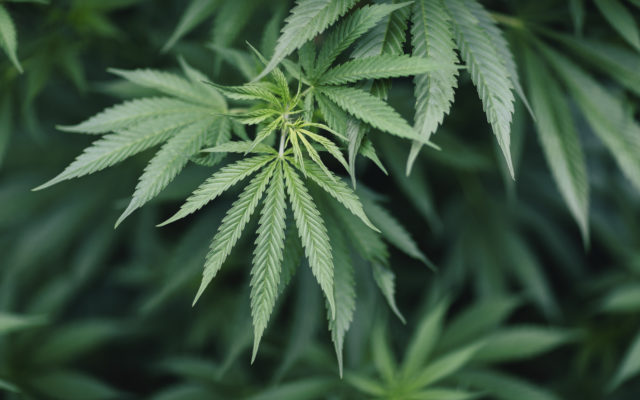 Iowa GOP Leaders Say ’23 Legislature Will Not Legalize Marijuana