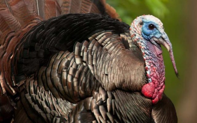 Missouri Hunters Check 1,846 Birds During Fall Firearms Turkey Season