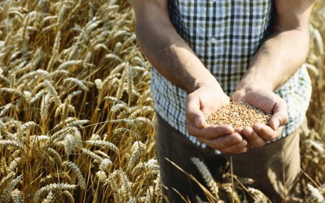 Wheat Harvest Start Noted In Weekly Crop Progress Report