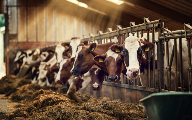 Legislature Votes to Legalize Raw Milk Sales on Iowa Farms