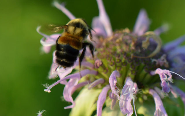 Missouri State Beekeepers Association Says It Is Honey Bee Swarm Season