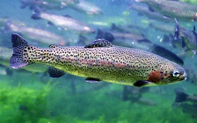 Two More Weeks are Left in the “Catch and Keep” Trout Season at Missouri’s Trout Parks