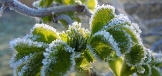 Meteorologist Says Little Rainfall Could Lead To Early Frost