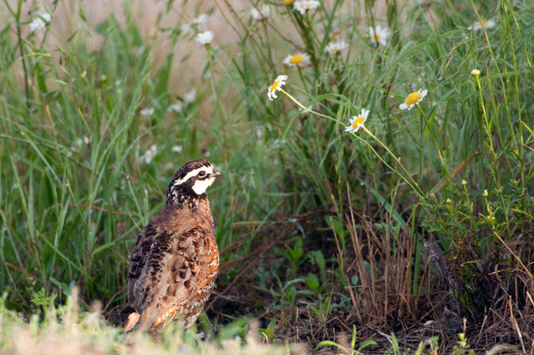 MDC Says Late Summer A Good Time To Review Quail Habitat