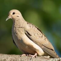 Dove Season Begins Tuesday In Missouri