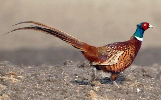 Survey Shows a 15% Increase in Iowa Pheasant Numbers