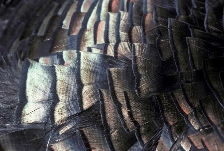 MDC Asking Hunters To Share Turkey Feathers From Fall Harvest Seasons