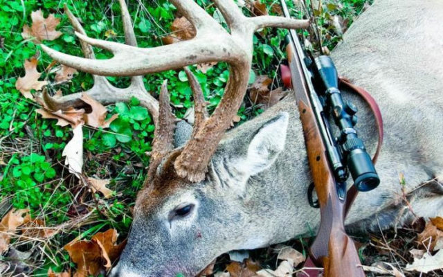 Opening Harvest For Firearms Deer Season Down Statewide, Up Regionally
