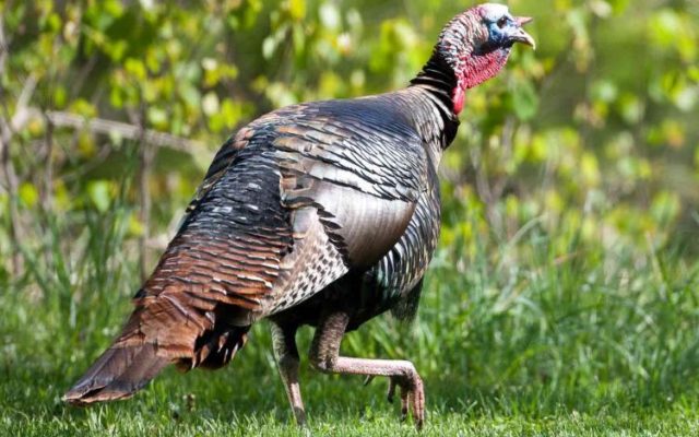 IA DNR Seeks Help For Wild Turkey Survey
