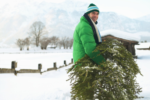 Care for Fresh Cut Christmas Trees