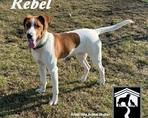 Meet Rebel!  Our Pet of the Week!