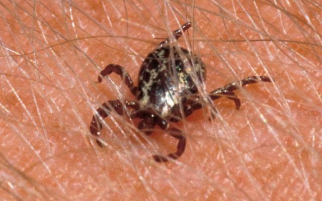 Missouri Study Underway to Identify Species of Ticks and to Better Deal with Tickborne Illnesses