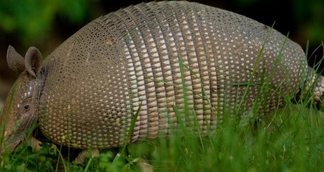 Keep an Eye Out for Armadillos while Driving in Livingston County