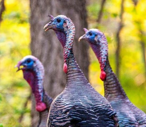 <h1 class="tribe-events-single-event-title">Princeton Rotary Youth Turkey Calling Contest & Outdoor Expo</h1>