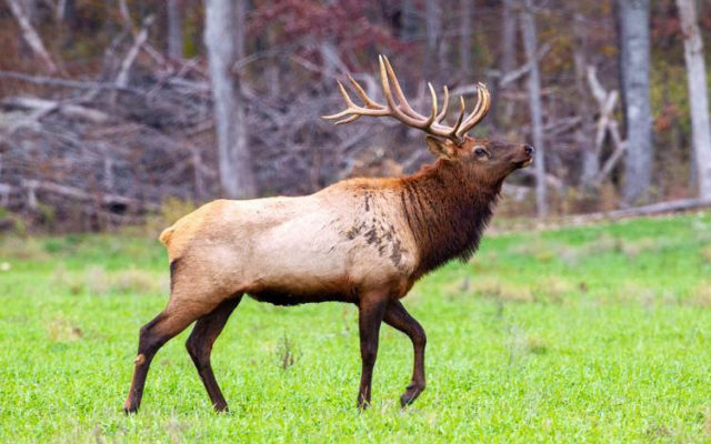 Missouri Registers First Two Archery Elk Harvests In History
