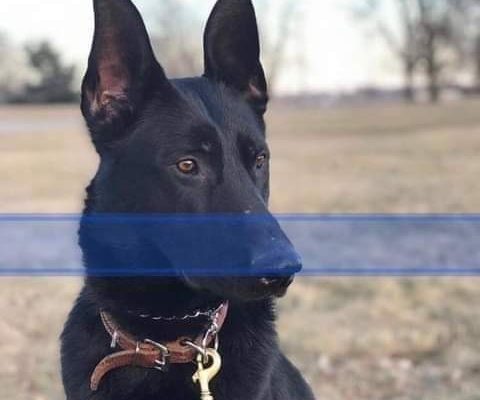 Identity of Suspect in K9 Officer Shooting Released
