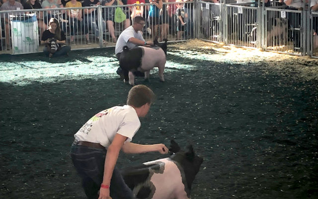 Grand Champion Barrow Hails From Chillicothe