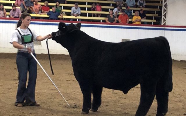 Andrew County Exhibitor Shows Grand Champion Steer At Missouri State Fair