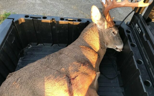 Firearms Deer Season Harvest Pacing Ahead Of Last Year