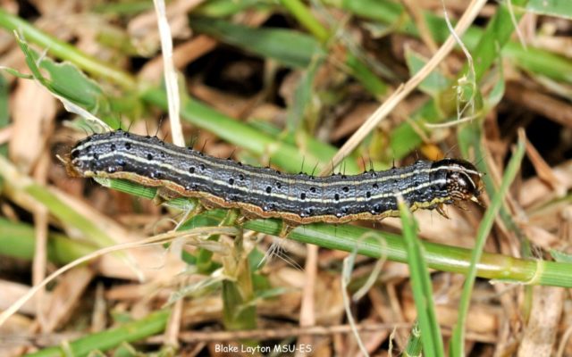 Fall Armyworms Marching Through Pastures & Lawns
