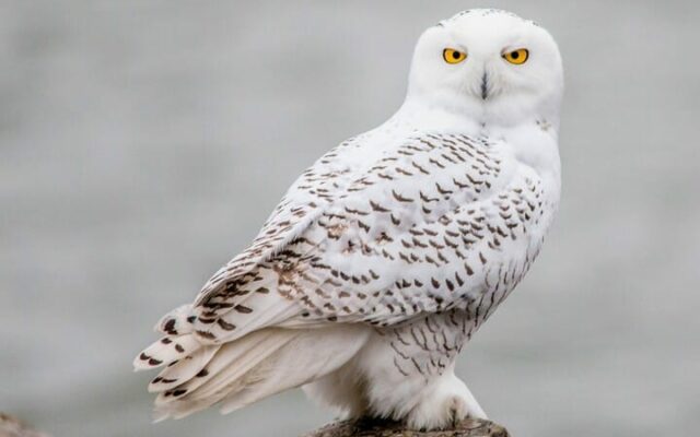 Snowy Owls Spotted in Iowa