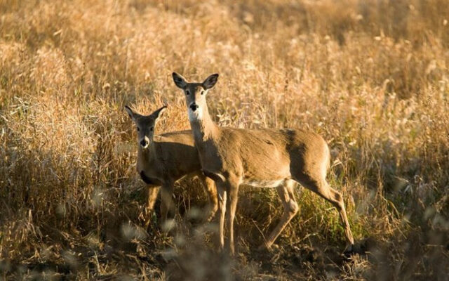 January Antlerless Deer Season Begins In Select Iowa Counties