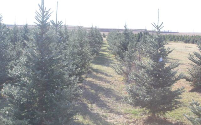 Christmas Trees To Arrive At Missouri Governor’s Mansion November 28