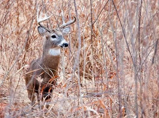 Deer Hunters Turned Their Game Prize Into Supper For Many Needy Missouri Families