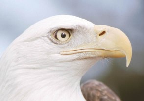 Iowa is Hosting Large Population of Bald Eagles this Winter, Eagle Days this Weekend