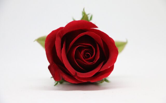 Want a Dozen Red Roses for Your Valentine?  This Year, It’s Into Three Figures