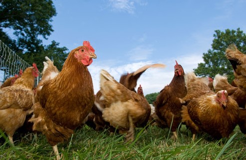 Poultry Virus Confirmed in State Bordering Missouri