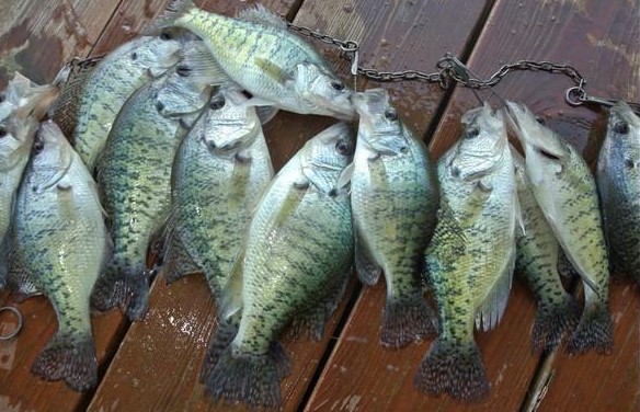 New Crappie Regulation at Smithville Lake Showing Positive Results, Similar Changes Proposed for Mozingo