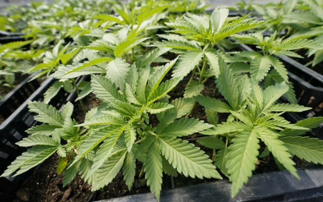 Missourians Can Soon Buy Recreational Marijuana