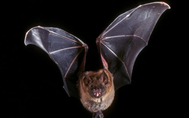 Bat Week Back and Bringing Attention Globally
