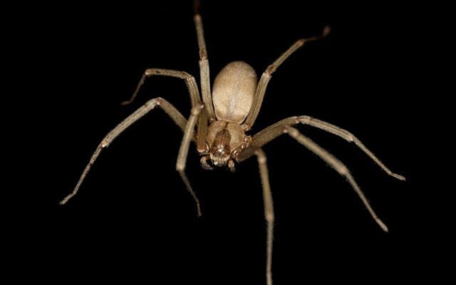 Brown Recluse Spiders Return as Fall Settles In