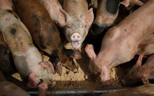 EPA Considers Tougher Regulation of Livestock Farm Pollution