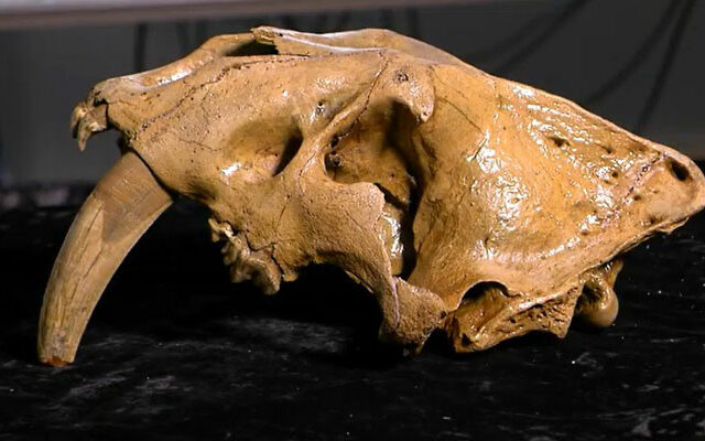 Saber-tooth Skull of Prehistoric Predator Found in Southwest Iowa