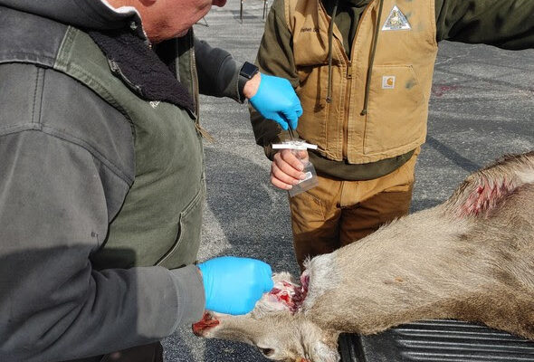 CWD Yearly Results Released By MDC