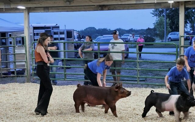 Gilman City Fair Swine Show Results