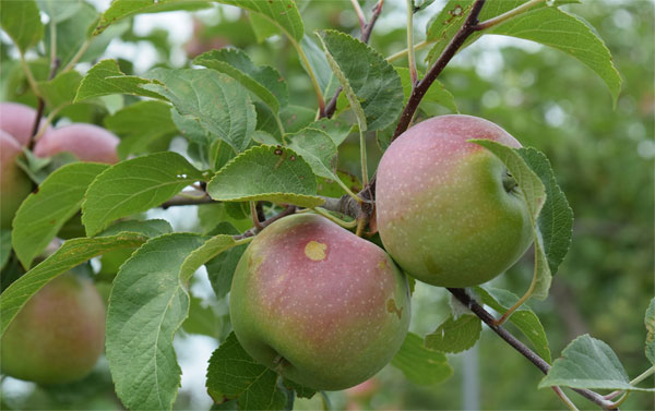 Iowa Grown Apples Likely to be Smaller, Taste a Little Different Due to Drought
