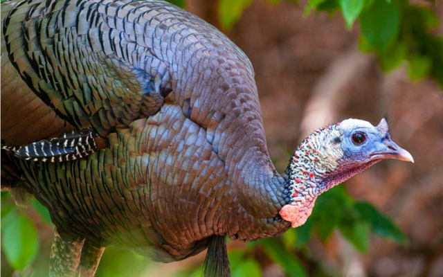 Spring Turkey Season Changes Approved, Fall Season Changes Proposed