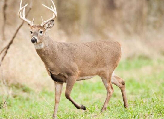 MDC Announces Alternative Methods Deer Harvest Numbers