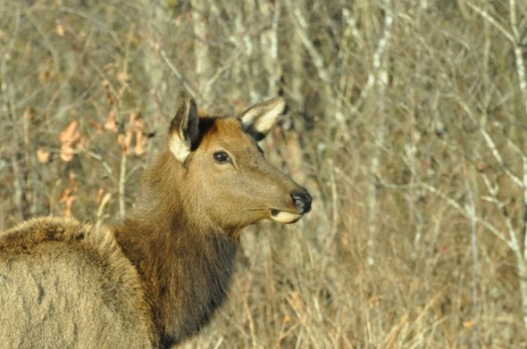 MDC Considering Creating An Additional Antlerless Elk Season